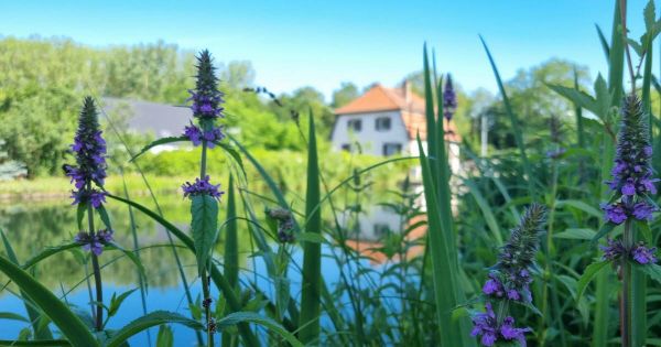 Les herbes folles de l'Eurométropole. L'épiaire des marais, comme une mini-orchidée