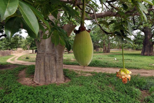 Le fruit du baobab, emblème du Sénégal, un « super-aliment » qui a la cote