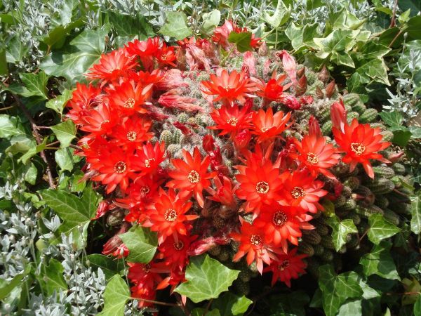 Au jardin : pour nos jardiniers, les difficultés s'accumulent