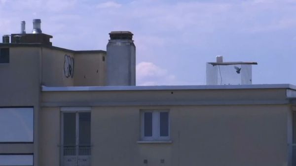 Pigeons piégés à Caluire-et-Cuire: la Fondation Brigitte-Bardot demande au préfet du Rhône d'intervenir