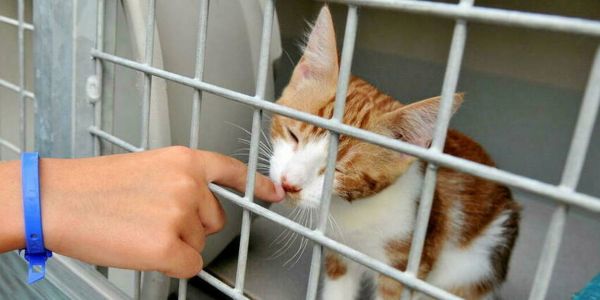 Dans l'Hérault, de mystérieuses disparitions en série de chats