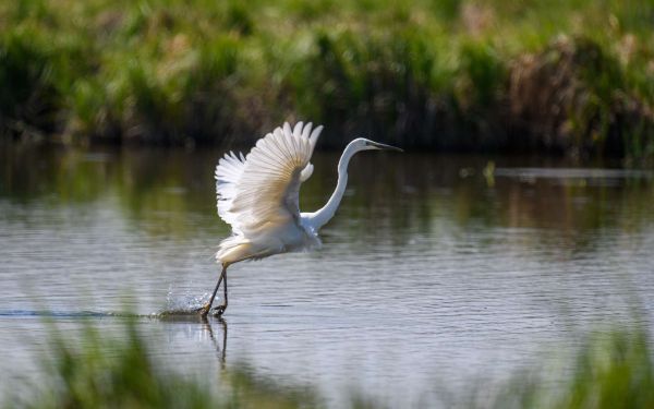 La menace du réchauffement climatique plane sur les oiseaux