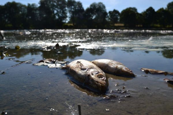 Sécheresse en Alsace : plusieurs dizaines de poissons retrouvés morts dans l'Andlau, à Fegersheim