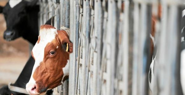 Prix du lait : « On n'y retrouve pas notre compte parce que les coûts de production ont explosé »