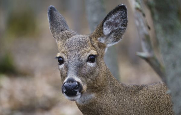 Longueuil obtient son permis pour abattre des cerfs au parc Michel-Chartrand