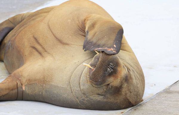 Norvège : Le morse Freya, vedette du fjord d'Oslo, a dû être euthanasié