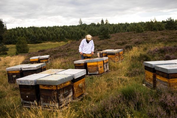 Sur le plateau de Millevaches, la lande en voie de disparition