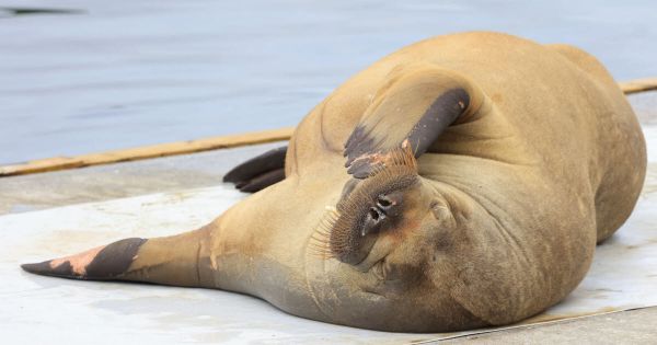 Animaux. Norvège: 20 000 euros levés pour ériger une statue pour le morse Freya