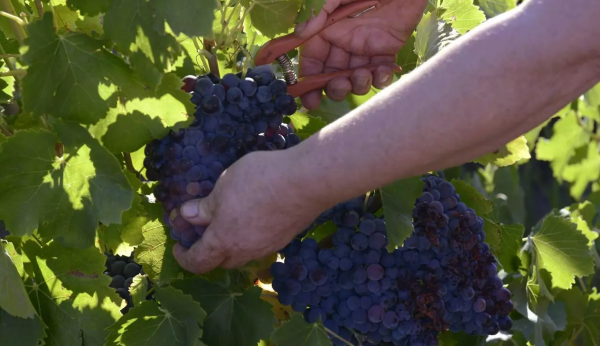 À Pierrefeu, les vendanges ont déjà débuté mais ce n'est pas une première