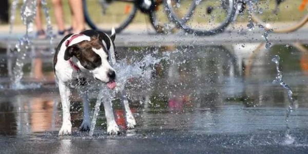 L'OMS appelle à la vigilance après la contamination d'un chien par la variole du singe