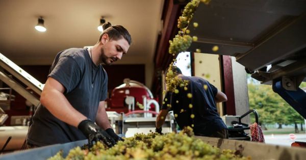 Début des vendanges dans le Bordelais : des raisins gorgés de soleil, un millésime prometteur