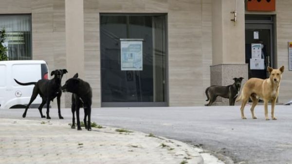 Maroc: une Française meurt après avoir été attaquée par une meute de chiens errants