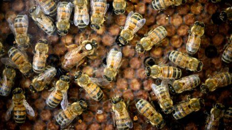Le dioxyde de soufre autorisé temporairement contre le coléoptère des ruches