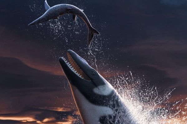 L'image de la semaine : un lézard géant marin de 67 millions d'années