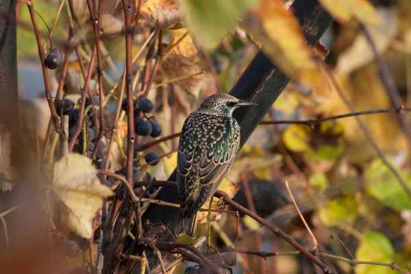 En Occitanie, les chasseurs lancent une opération pour l’habitat de la petite faune en bordure des vignes
