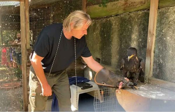 Vidéo: Un rapace échappé d’un élevage en Allemagne recueilli par un chasseur près d’Amboise