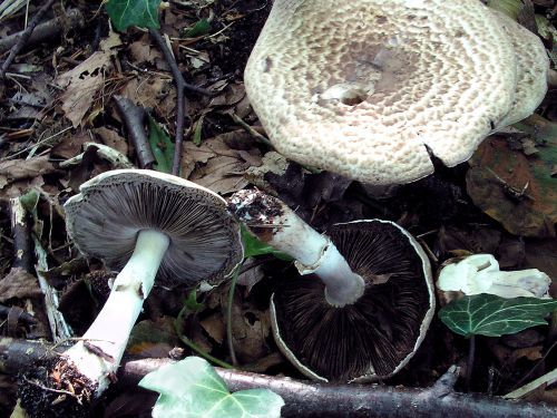 Agaric impudique, Agaric variable, <span style="font-style:italic;">Agaricus impudicus</span>