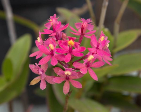 Orchidée : zoom sur le genre Epidendrum
