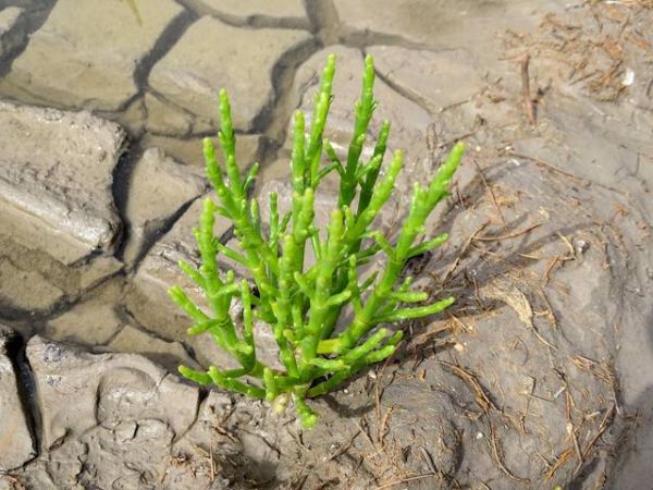 La salicorne, une plante comestible sauvage de bord de mer