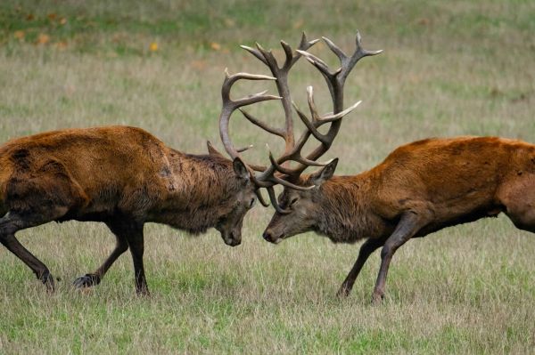 La Fédération des chasseurs de Seine-et-Marne organise des sorties découvertes au brame