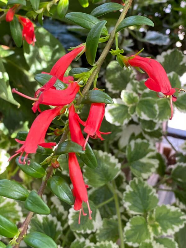 Aeschynanthus buxifolius, une potée fleurie à placer dehors ou dedans