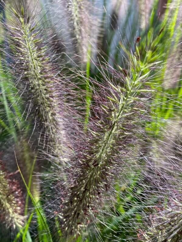 Epis de Pennisetum dans le soleil