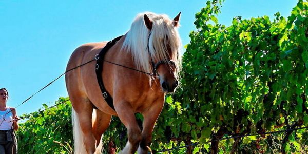 Spécial vins – Corse, les blancs canal nordiste