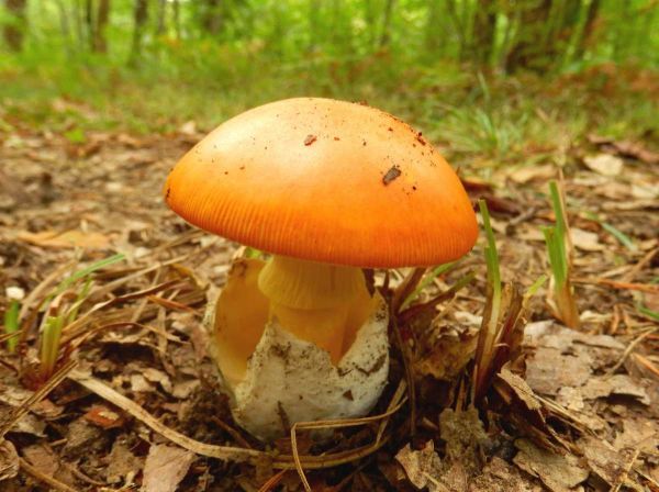 Oronge : l'amanite des Césars