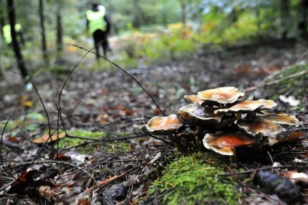 Dans la Nièvre, le maire d’un petit village impose le port du gilet jaune pour les promeneurs en forêt