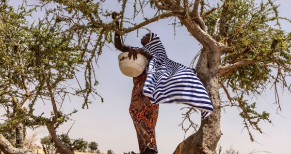 RADIO – Il était une foi… La crise alimentaire au Sahel et dans la Corne de l’Afrique