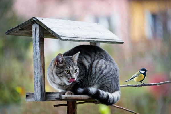 En Pologne, les chats domestiques classés comme « espèce exotique envahissante »