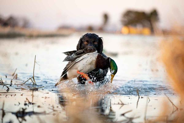 Vidéo: Comment bien choisir un reproducteur pour son chien de chasse?