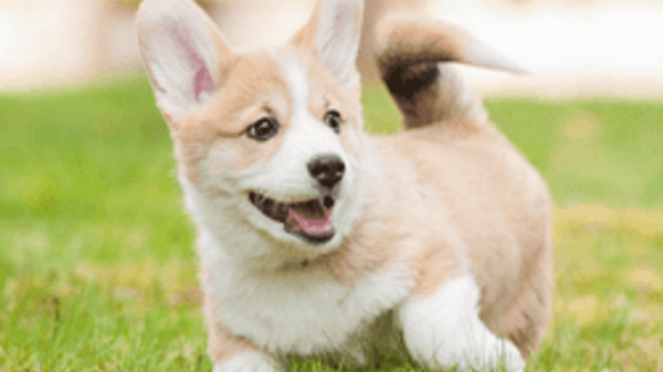 Les éleveurs de Corgis craignent un "effet de mode" et une "détérioration de la race"