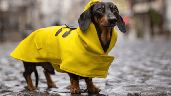 Les meilleurs accessoires d'hiver pour donner du style à votre chien en 2022