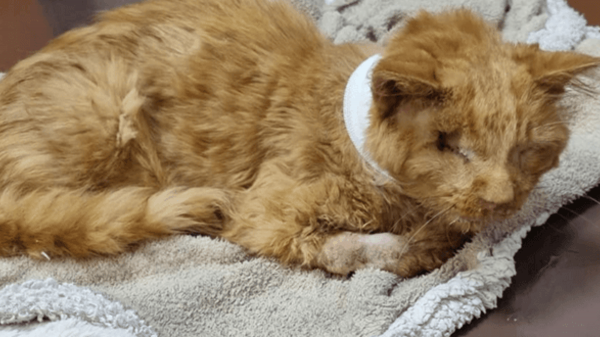 Elle se bat pour sauver la vie d'un chat accidenté : le sauvetage va émouvoir Internet