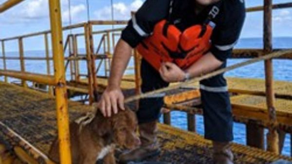 Sur une plateforme pétrolière, un ouvrier voit une ombre dans l'eau et se met à courir dans tous les sens