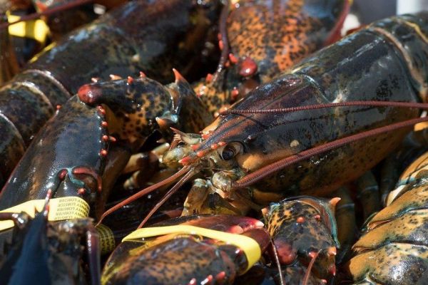 Lancement du 2ème congrès des sciences aquatiques à Saint-Pierre et Miquelon