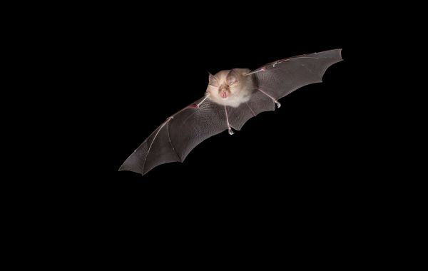 Ce qu'il faut savoir sur le virus Khosta-2 isolé des chauves-souris en Russie