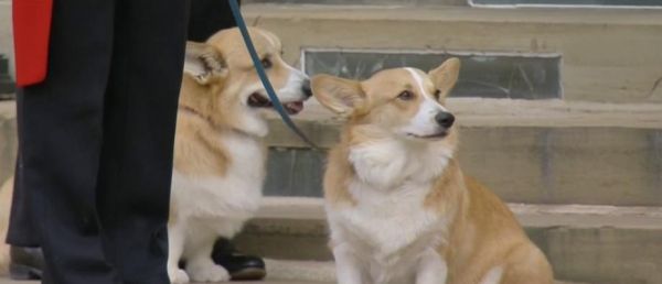 Les corgis, ces petits chiens qu'adorait Elizabeth II, atteignent des prix record au Royaume-Uni depuis la mort de la reine, qui en a possédé une trentaine tout au long de sa vie