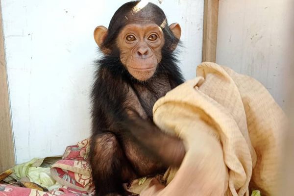 En RDC, « c'est la première fois qu'on enlève des chimpanzés contre rançon »