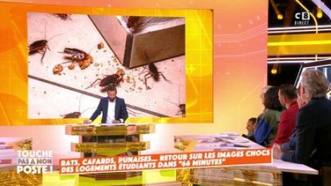 Rats, cafards, punaises : retour sur les images chocs des logements étudiants