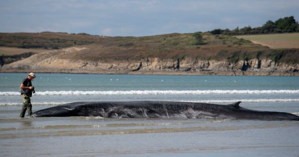 Animaux. Un cétacé échoué dans le Finistère, sans doute le même que la semaine dernière
