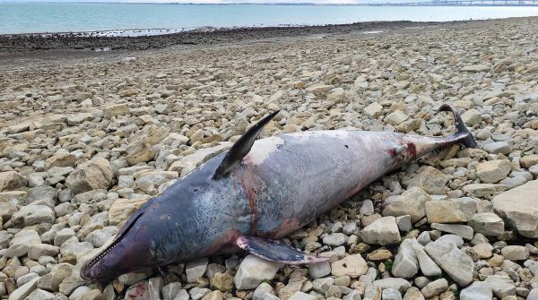 La dépouille d'un grand dauphin retrouvée sur l'estran à La Flotte-en-Ré