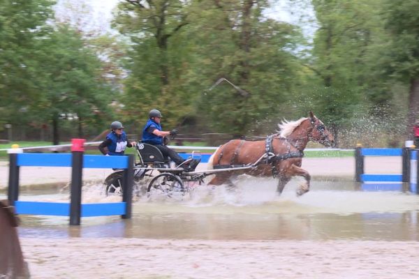 Animaux : et si on troquait le car scolaire contre une calèche ? Les chevaux de trait mis à l'honneur à Lamotte-Beuvron