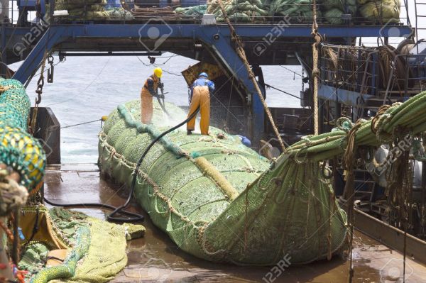 « Une trahison » : l'Europe renonce à interdire une technique de pêche destructrice
