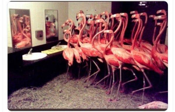 Etats-Unis : Des flamants roses mis à l'abri de l'ouragan Ian dans des toilettes ? C'est faux