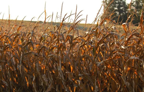 Agriculture : Des récoltes amoindries, après un été sec et chaud