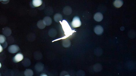 Oser la nuit: le monde de l'obscurité veut se faire entendre