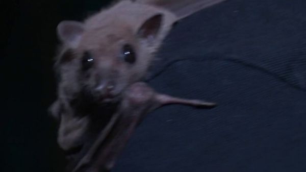 Animaux : les chauves-souris menacées par les éoliennes et la rénovation thermique