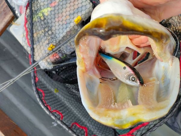 Pêche du brochet au jerkbait : animations, billes, couleurs, densité... Tout savoir !